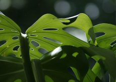 monstera-dziurawa