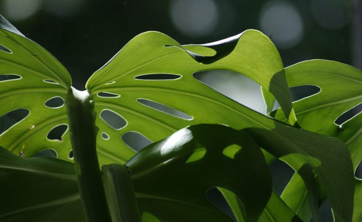 monstera-dziurawa